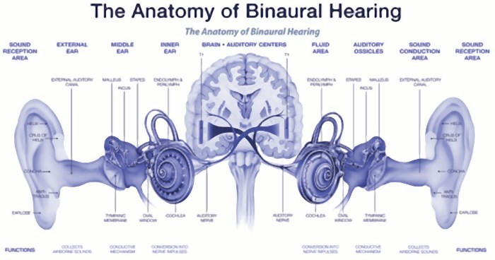 anatomia ascolto binaurale 