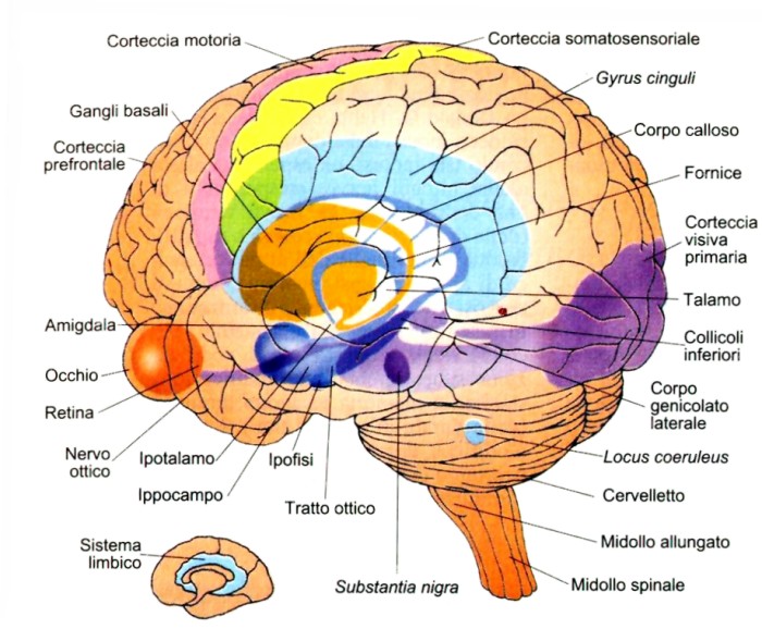  Test Emisferi cerebrali